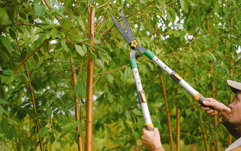 Tree trimming in Napakiak, AK